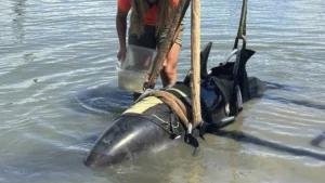 900-Pound Dolphin Hijacks Boat.